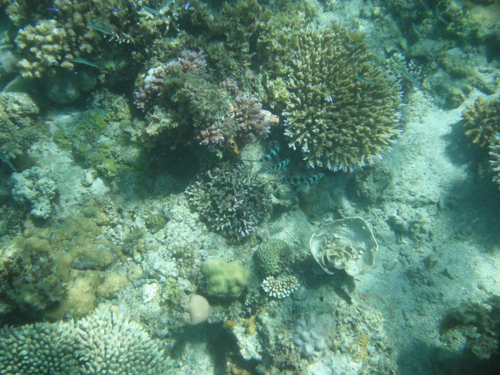 Playa Encantada Beach Resort El Nido Bilik gambar